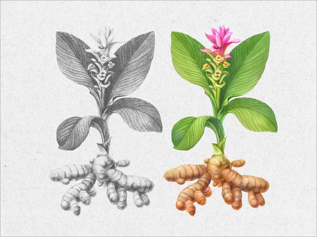 印度尼西亞IMMUNO傳統姜黃草藥飲料包裝設計之姜黃插圖設計