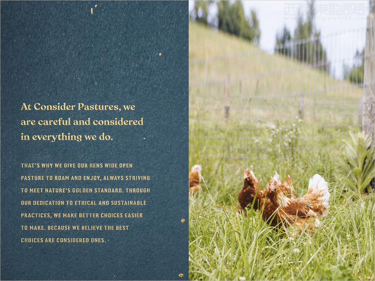 美國Consert Pastures雞蛋品牌產品手冊設計
